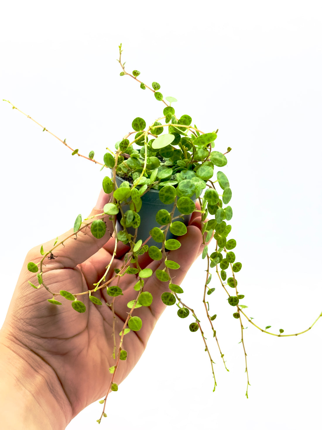 Piccola pianta ricadente Peperomia prostrata Dreaming Plants con foglie rotonde a disegno di guscio di tartaruga in vaso da 6 cm.