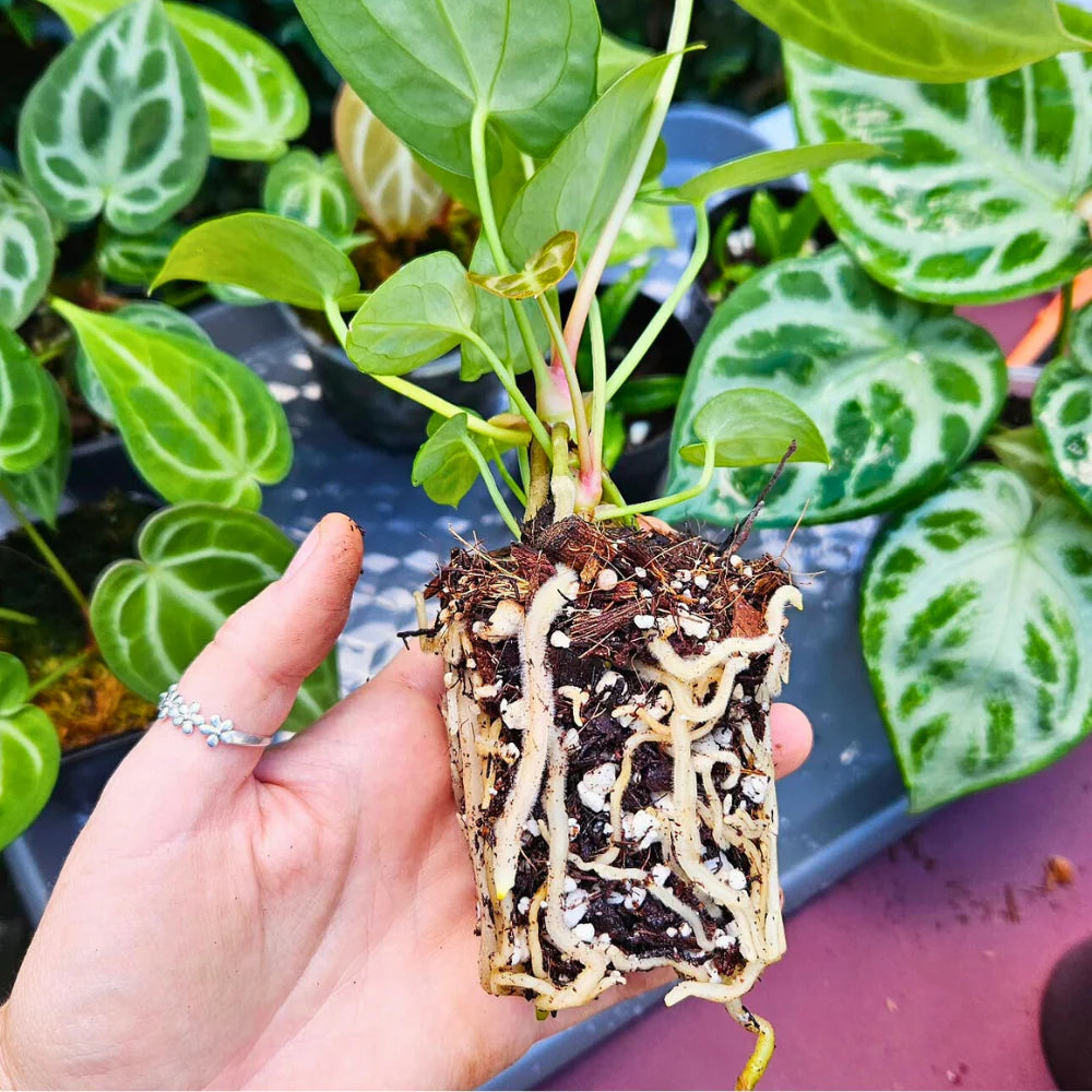 Premium Aroid Mix Essential PlantScraper - Terriccio per Aroidi (8.5LT) 🌿