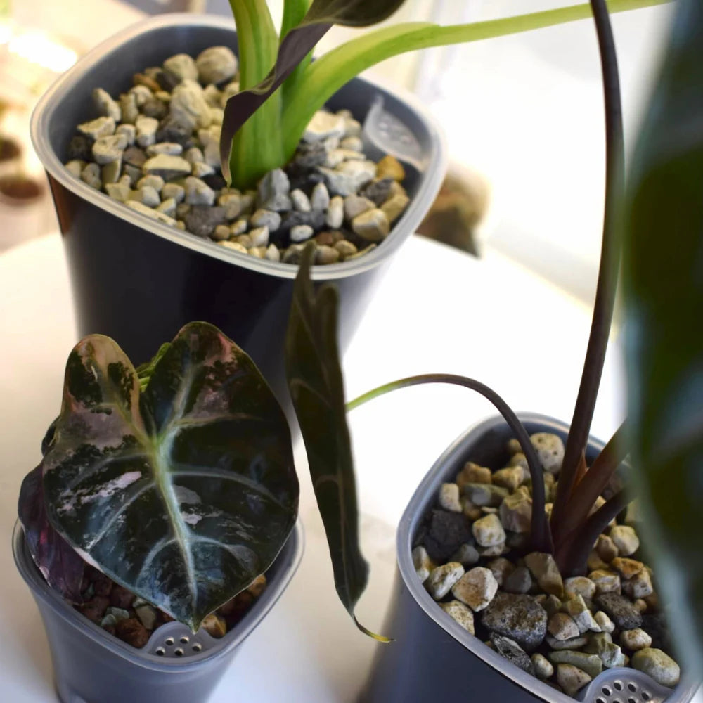 Vaso Auto-irrigante con Inserto Trasparente Rimovibile 💧🌱