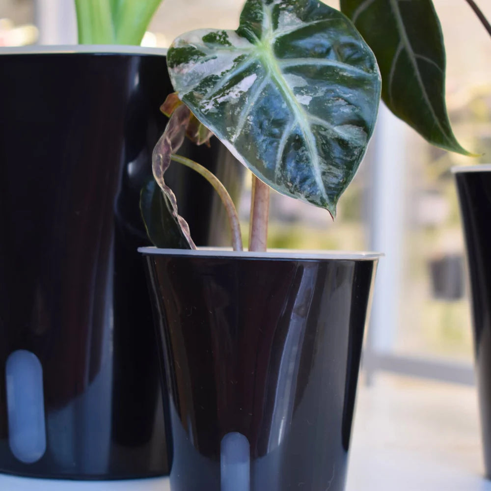 Vaso Auto-irrigante con Inserto Trasparente Rimovibile 💧🌱