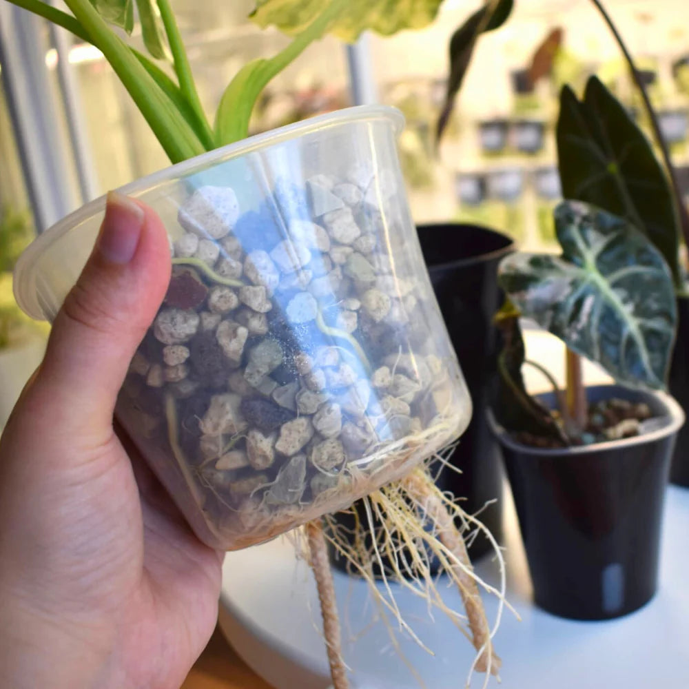 Vaso Auto-irrigante con Inserto Trasparente Rimovibile 💧🌱