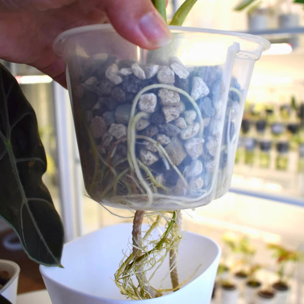 Vaso Auto-irrigante con Inserto Trasparente Rimovibile 💧🌱
