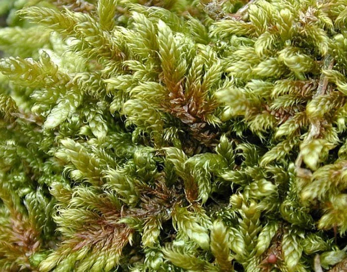 Porzione di muschio tappeto Hypnum cupressiforme di Dreaming Plants con trama piumosa verde intenso per allestimenti naturali e terrarium.
