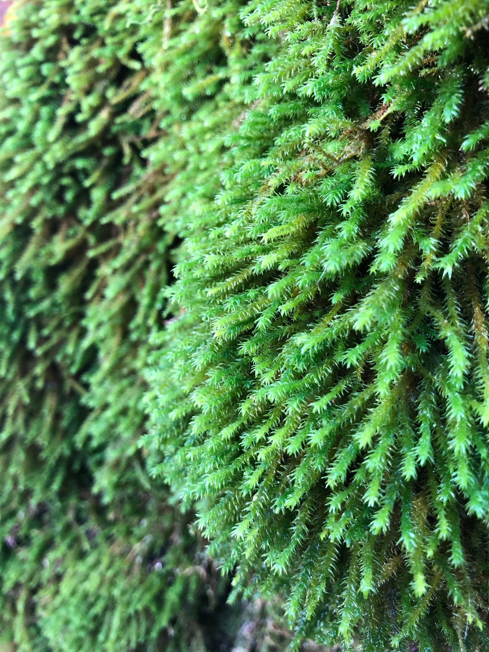 Porzione di muschio tappeto Hypnum cupressiforme di Dreaming Plants con trama piumosa verde intenso per allestimenti naturali e terrarium.