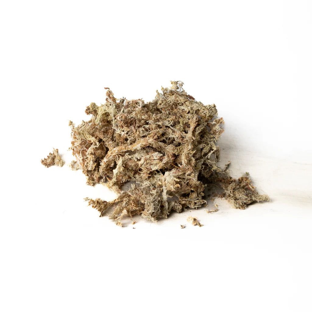 Sfagno Cileno Qualità Premium - Muschio a Fibra Lunga (50g - 150g) 🌿