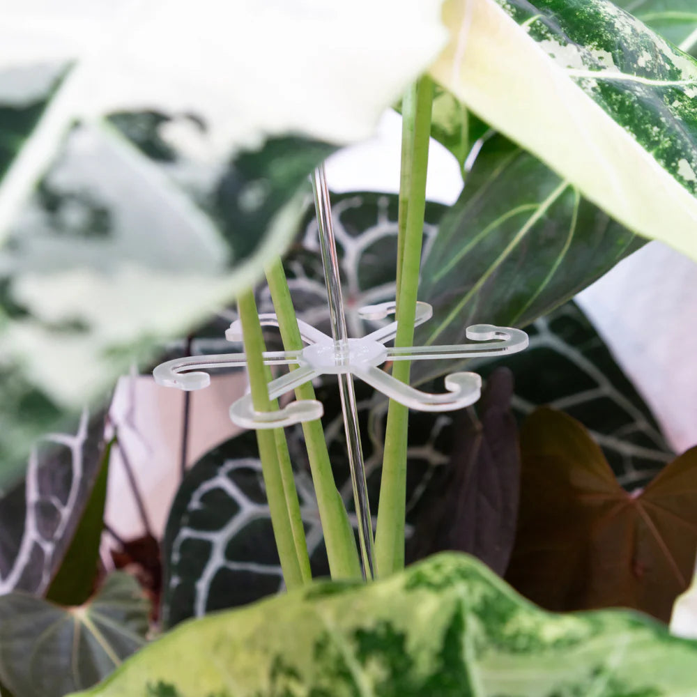 Ganci di Supporto Trasparenti per Foglie e Steli (76 mm) 🍃✨