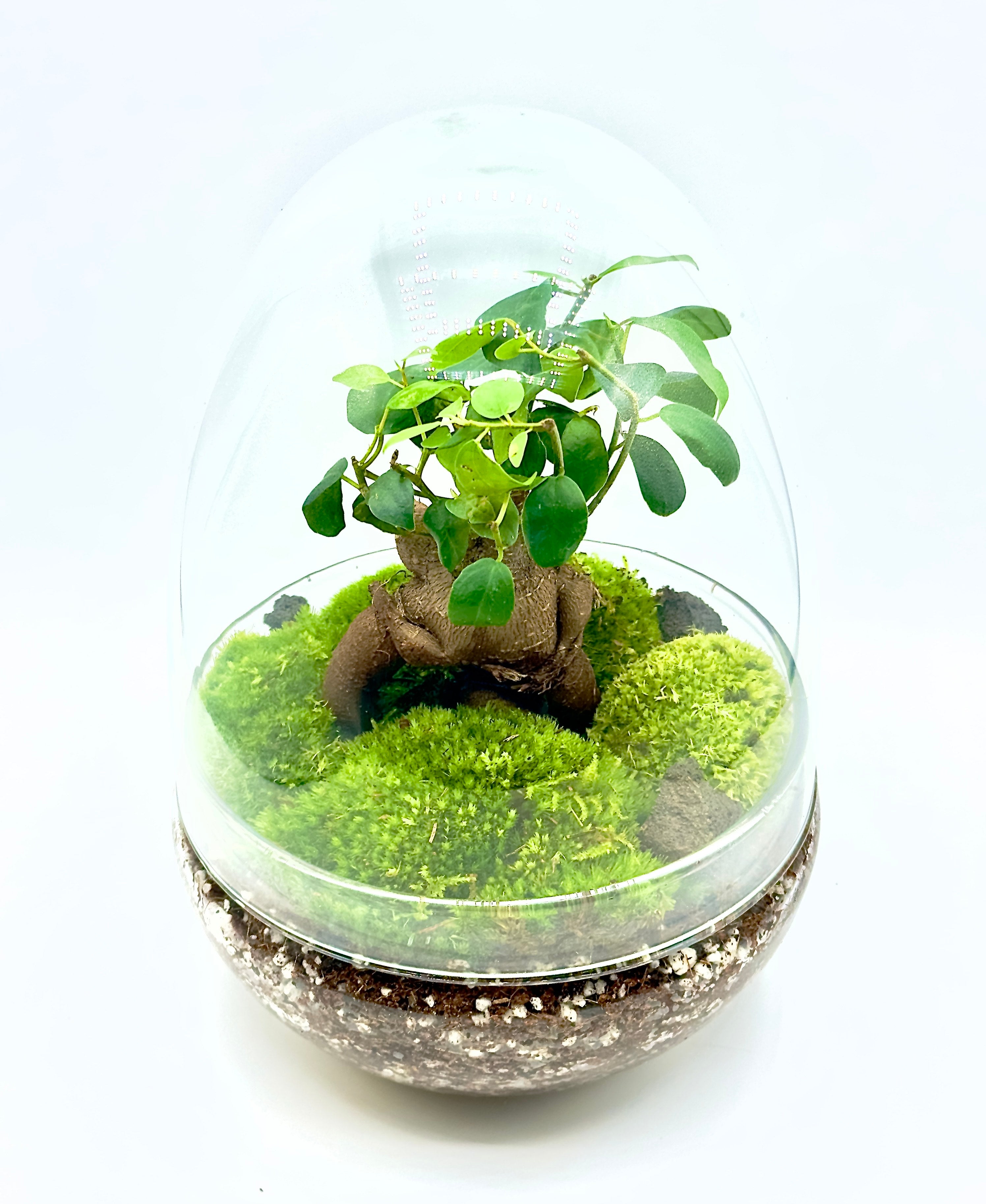Terrarium pronto all&