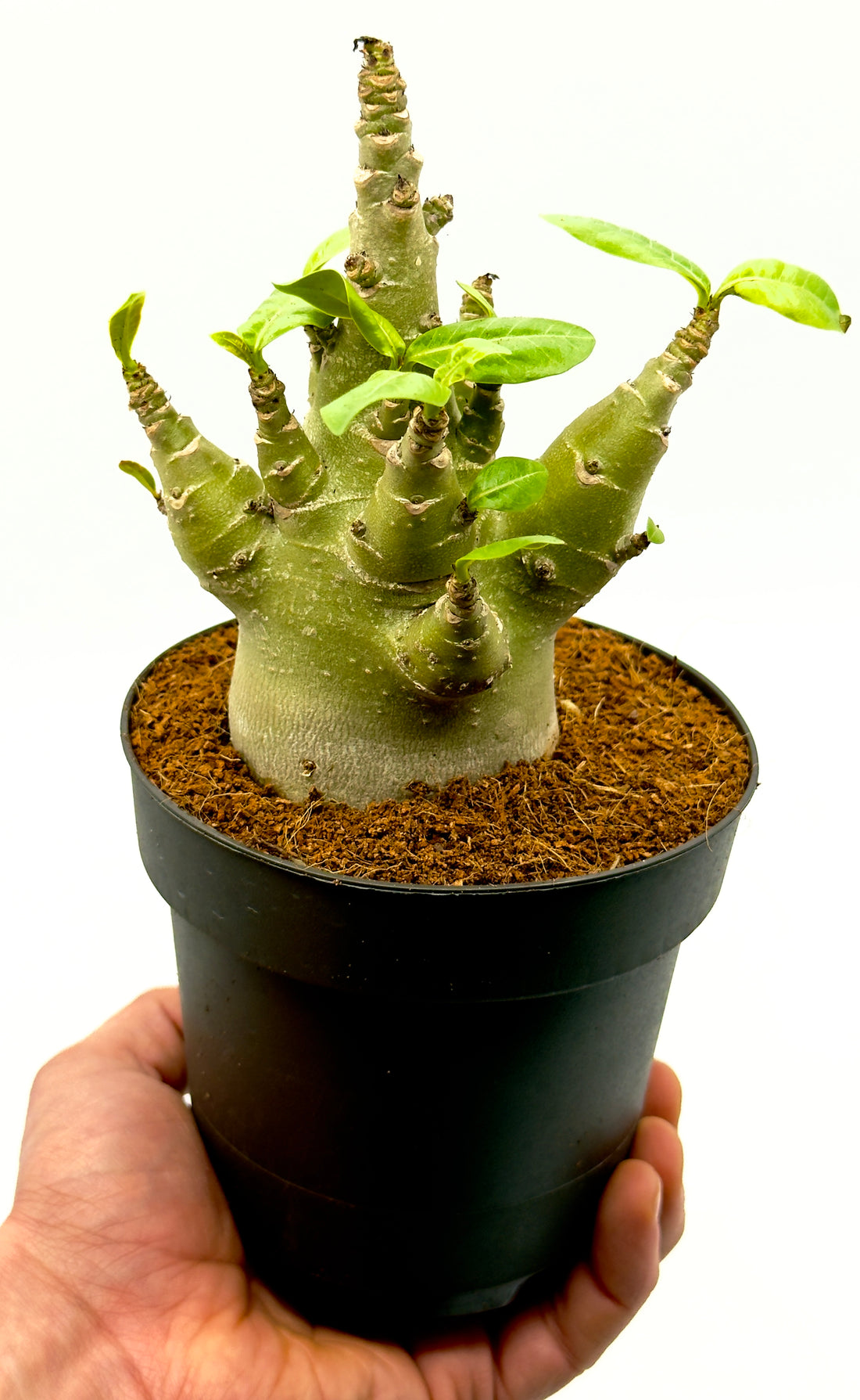 Adenium Baobab (Rosa del Deserto) di Dreaming Plants con fusto rigonfio e foglie verdi in vaso da 12 cm, pianta ornamentale da collezione.