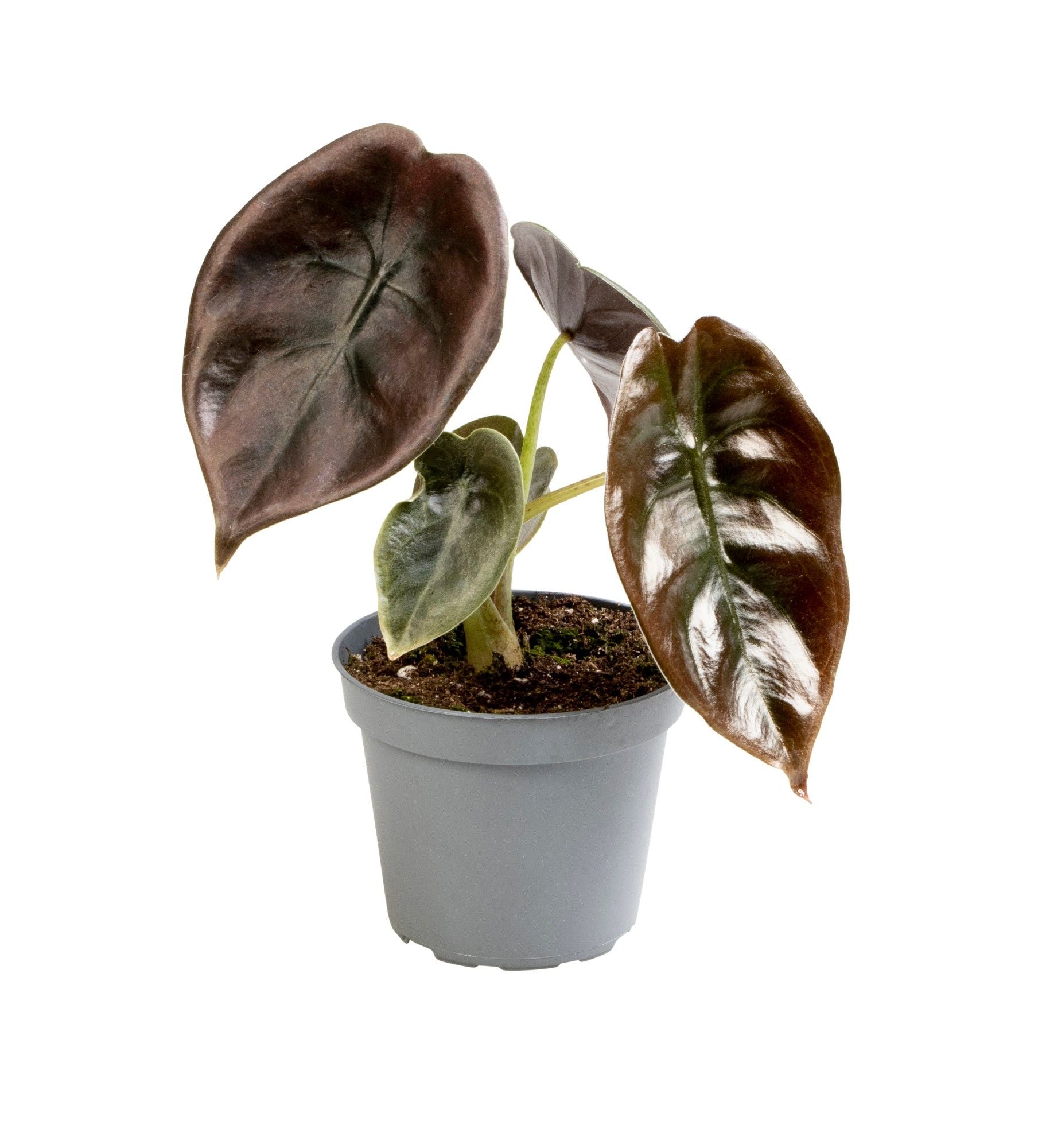 Alocasia cuprea baby plant in vaso da 6 cm con foglie metalliche scure e venature profonde.