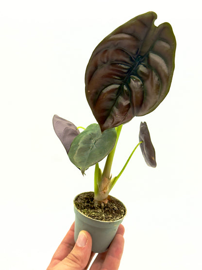 Alocasia cuprea baby plant in vaso da 6 cm con foglie metalliche scure e venature profonde.
