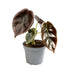 Alocasia cuprea baby plant in vaso da 6 cm con foglie metalliche scure e venature profonde.
