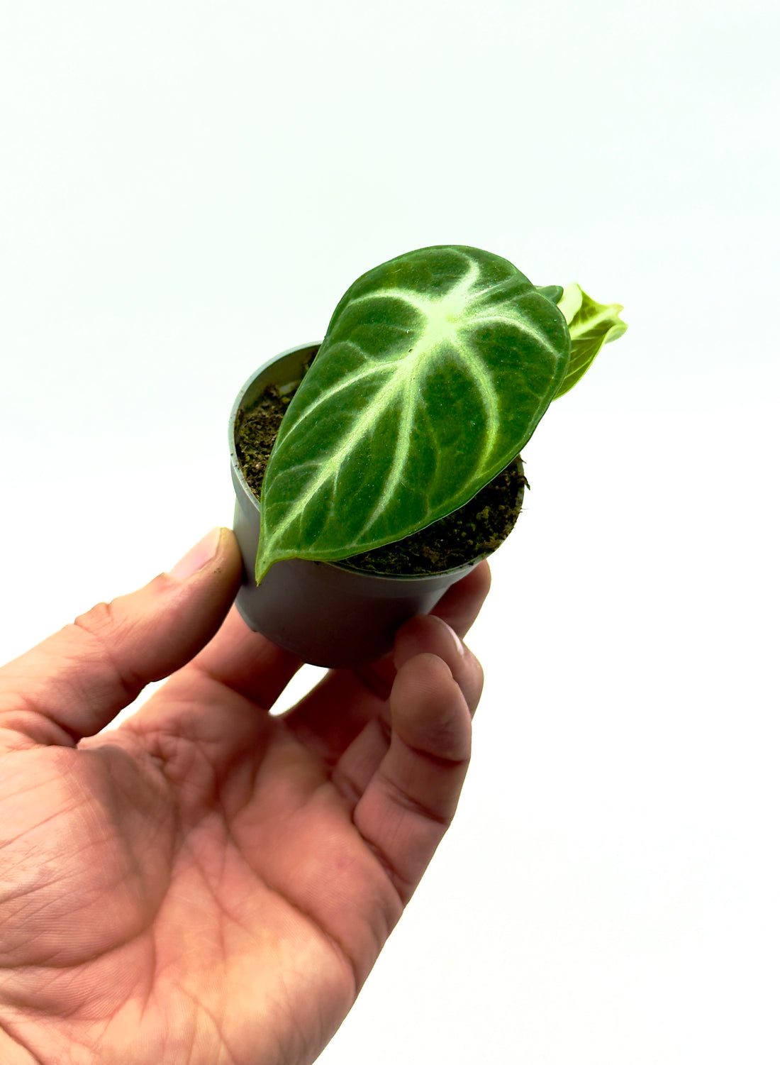 Piccola Alocasia Ninja di Dreaming Plants con foglie vellutate verde scuro e venature argentate in vaso da 6 cm, ideale per amanti di piante rare e compatte.