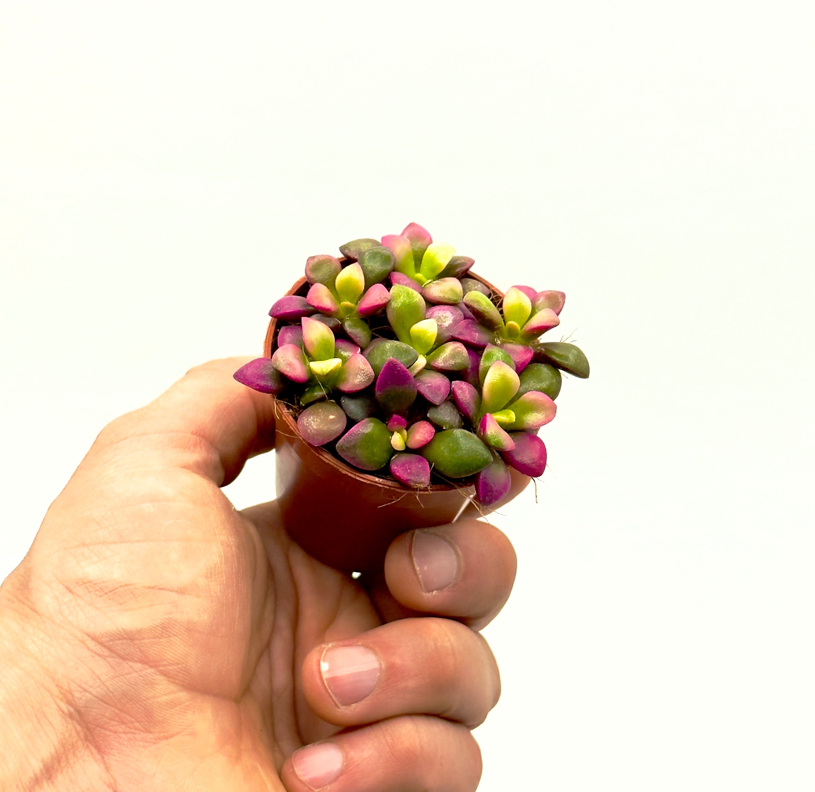 Baby Plant Anacampseros rufescens di Dreaming Plants con rosetta di foglie carnose sfumate di viola e rosa in vaso da 5,5 cm, perfetta per zone luminose.
