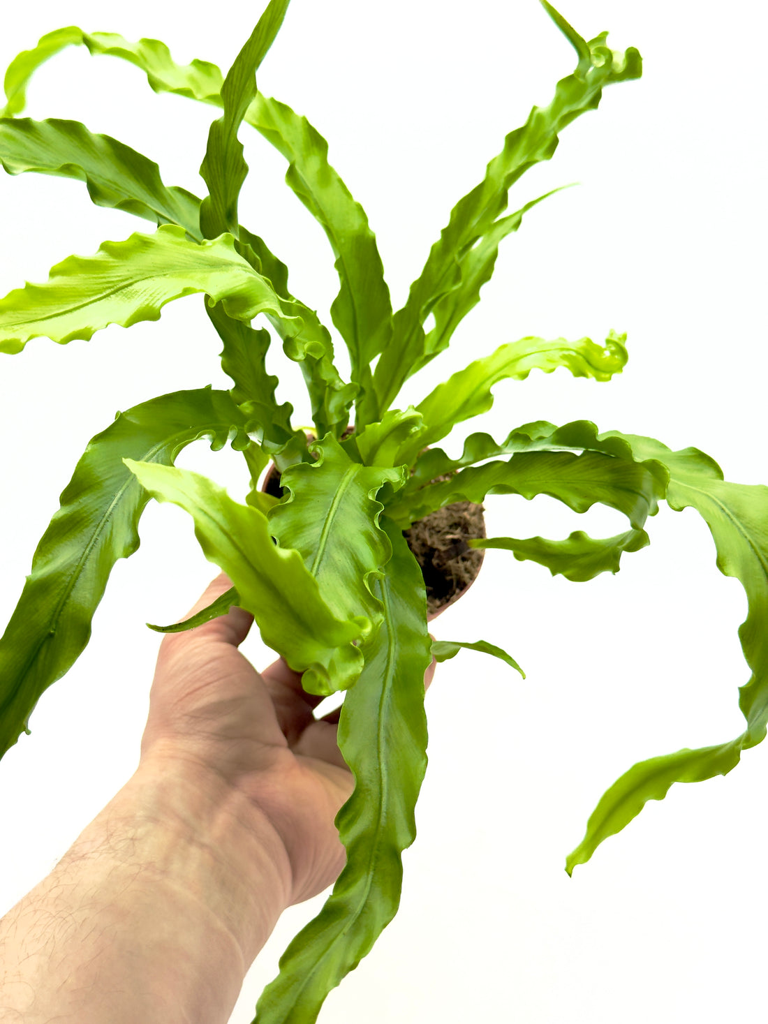Piccola felce Asplenium antiquum Osaka di Dreaming Plants con foglie verdi brillanti dai bordi ondulati in vaso da 8 cm, ideale per terrarium e zone d&