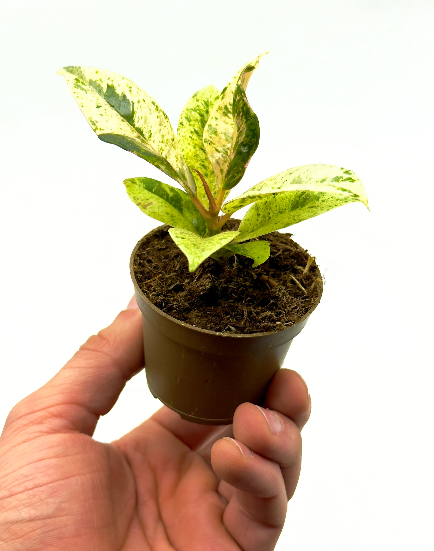 Baby Plant Ficus Shivereana Moonshine di Dreaming Plants con foglie color lime e crema screziate in vaso da 6 cm, perfetta per collezionisti.