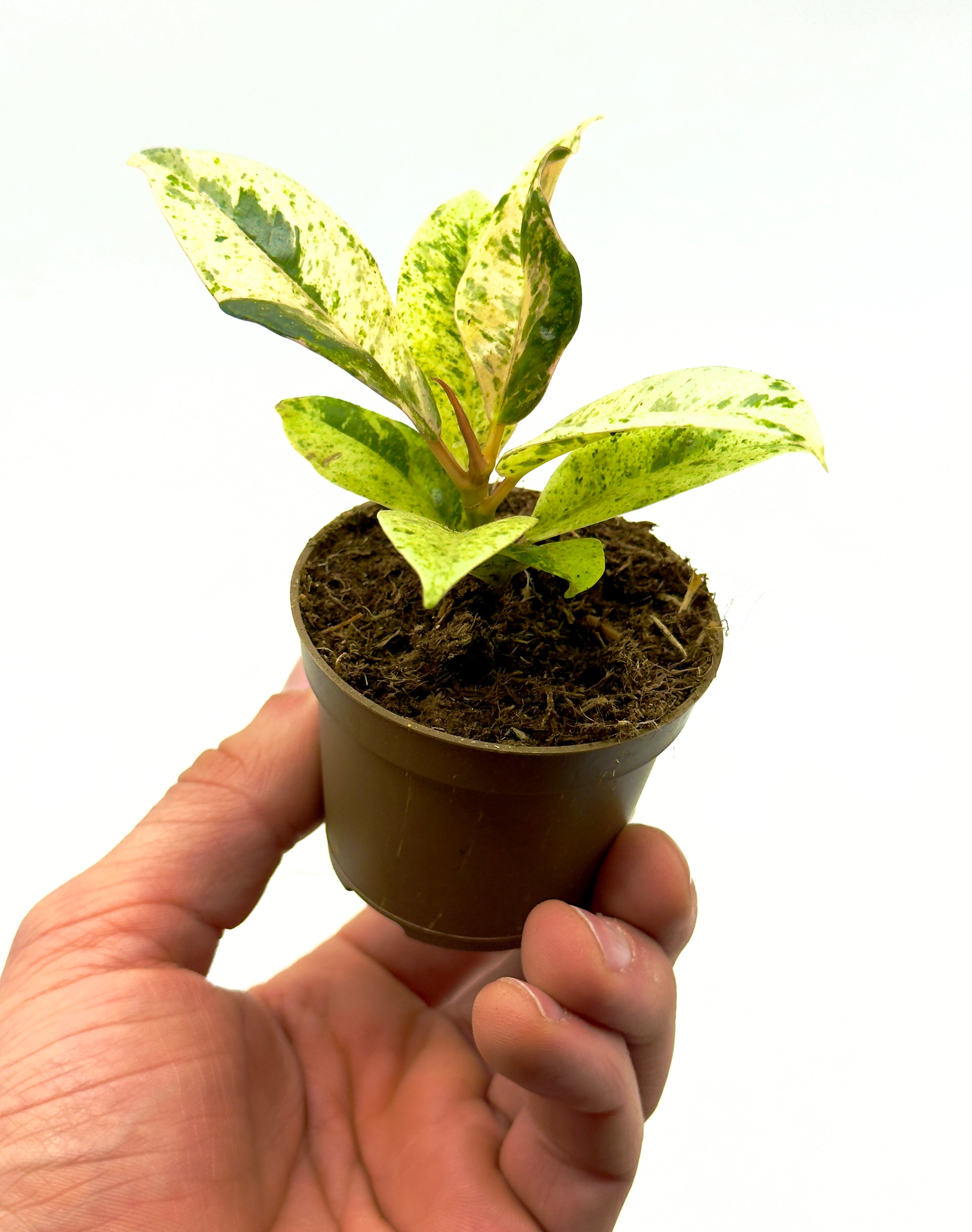 Baby Plant Ficus Shivereana Moonshine di Dreaming Plants con foglie color lime e crema screziate in vaso da 6 cm, perfetta per collezionisti.