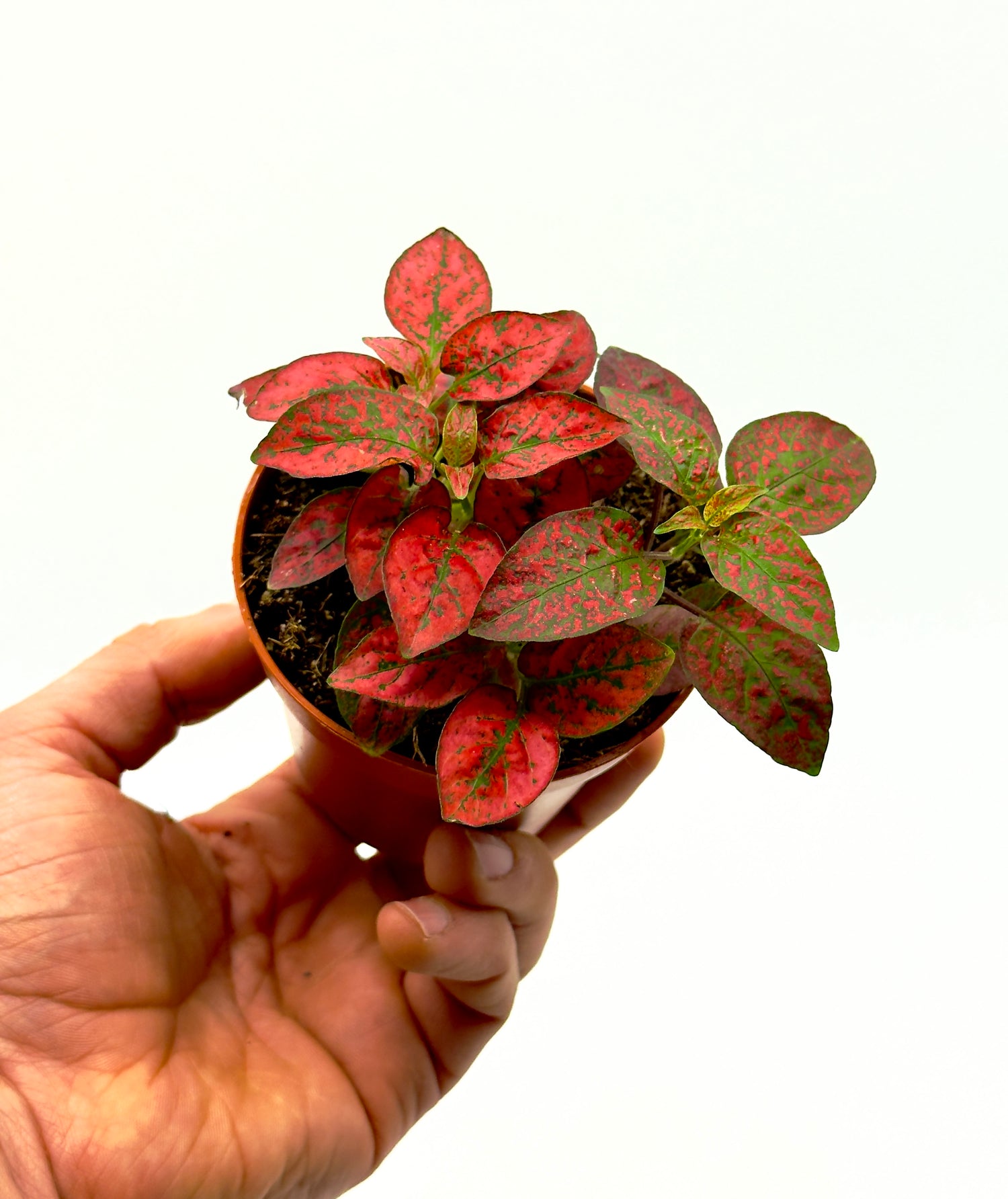 Piccola Hypoestes phyllostachya Confetti Compact Red di Dreaming Plants con foglie maculate di un rosso intenso in vaso da 8,5 cm, ideale per aggiungere colore alla casa.