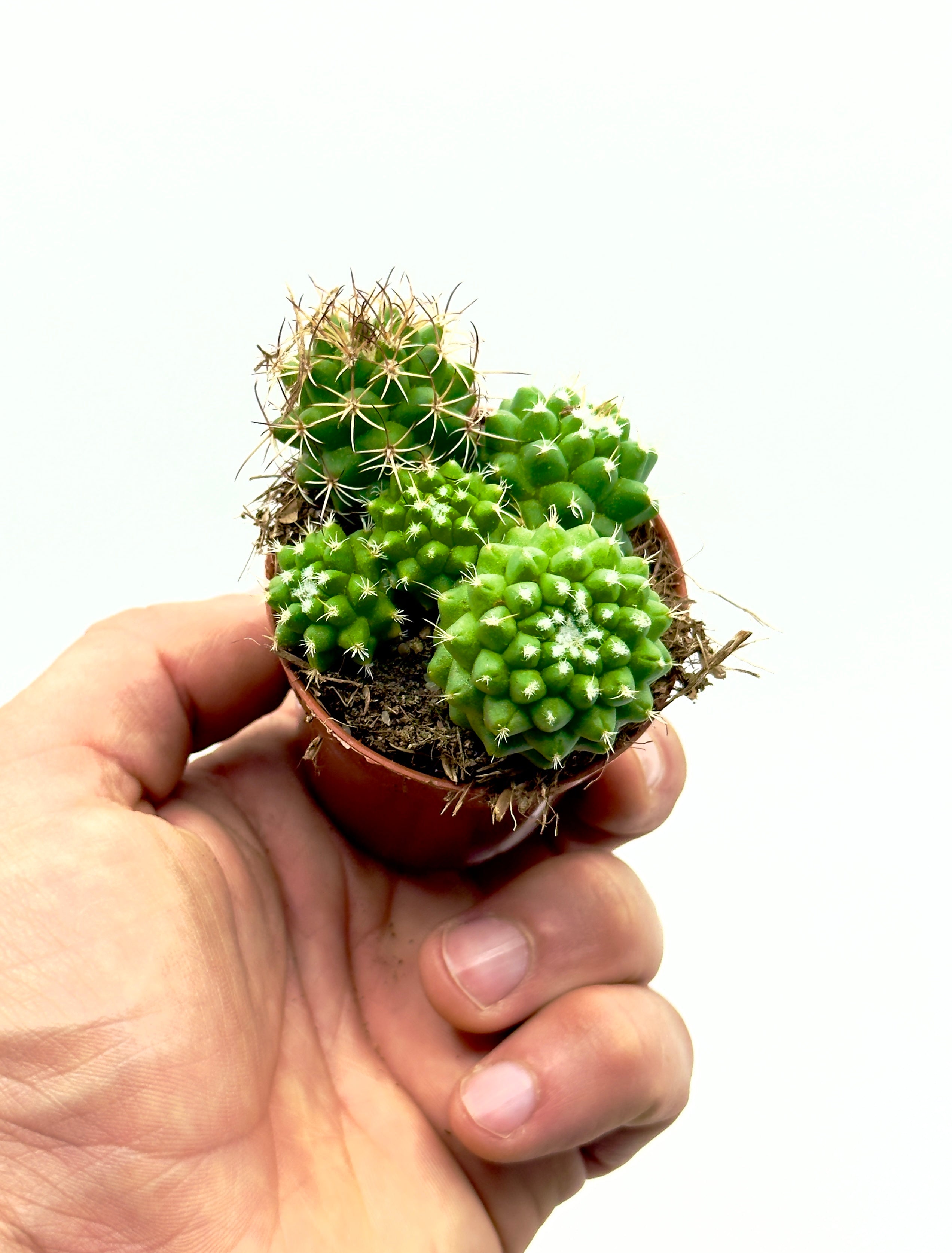 Baby Plant Mammillaria Toluca di Dreaming Plants, cactus cilindrico quasi privo di spine con aurole lanose in vaso da 5,5 cm, sicuro per gli animali.