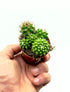 Baby Plant Mammillaria Toluca di Dreaming Plants, cactus cilindrico quasi privo di spine con aurole lanose in vaso da 5,5 cm, sicuro per gli animali.