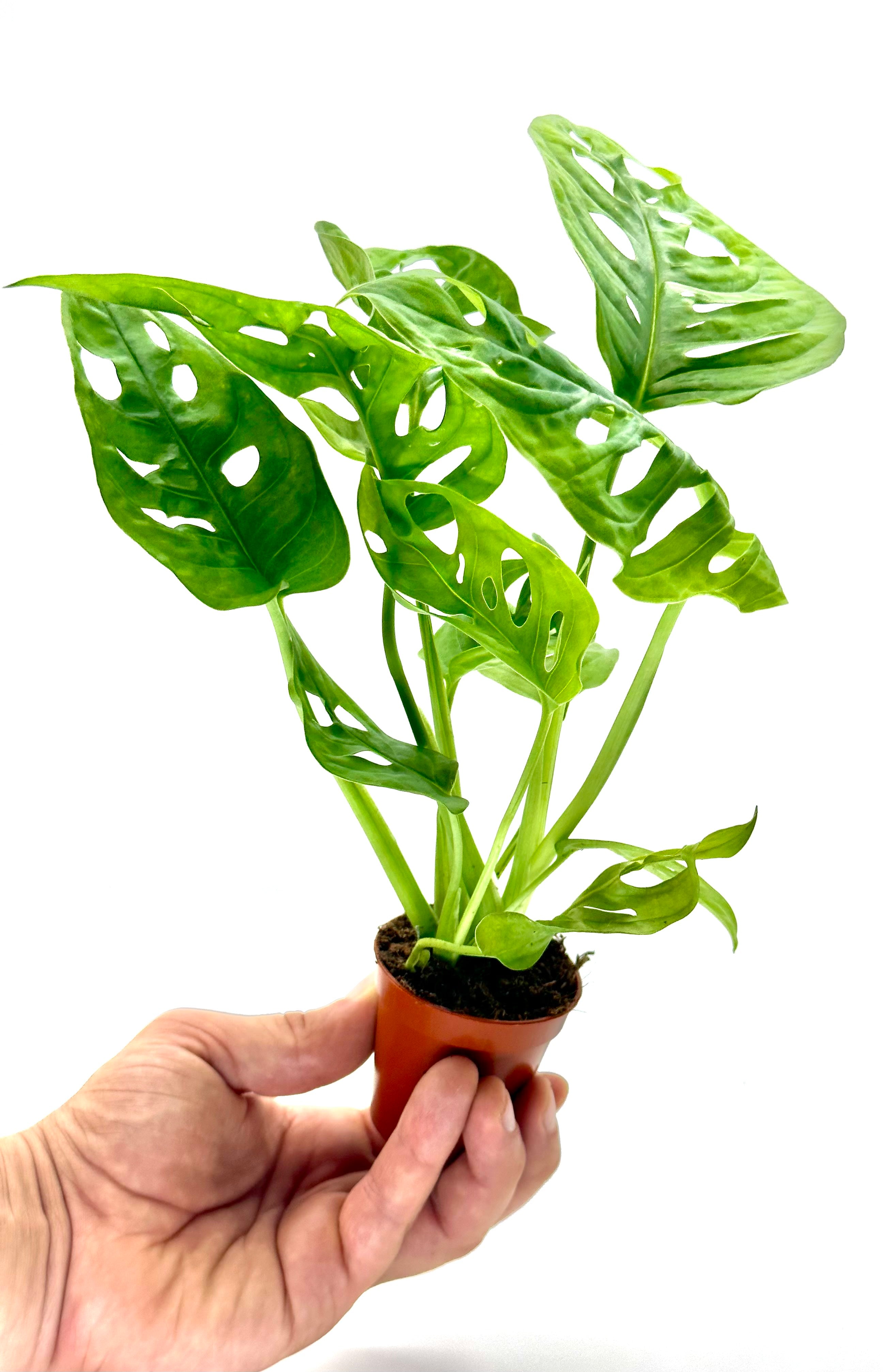 Piccola Monstera adansonii (Monkey Mask) di Dreaming Plants con foglie forate a forma di cuore in vaso da 5,5 cm, ideale per scaffali e terrarium.