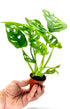 Piccola Monstera adansonii (Monkey Mask) di Dreaming Plants con foglie forate a forma di cuore in vaso da 5,5 cm, ideale per scaffali e terrarium.