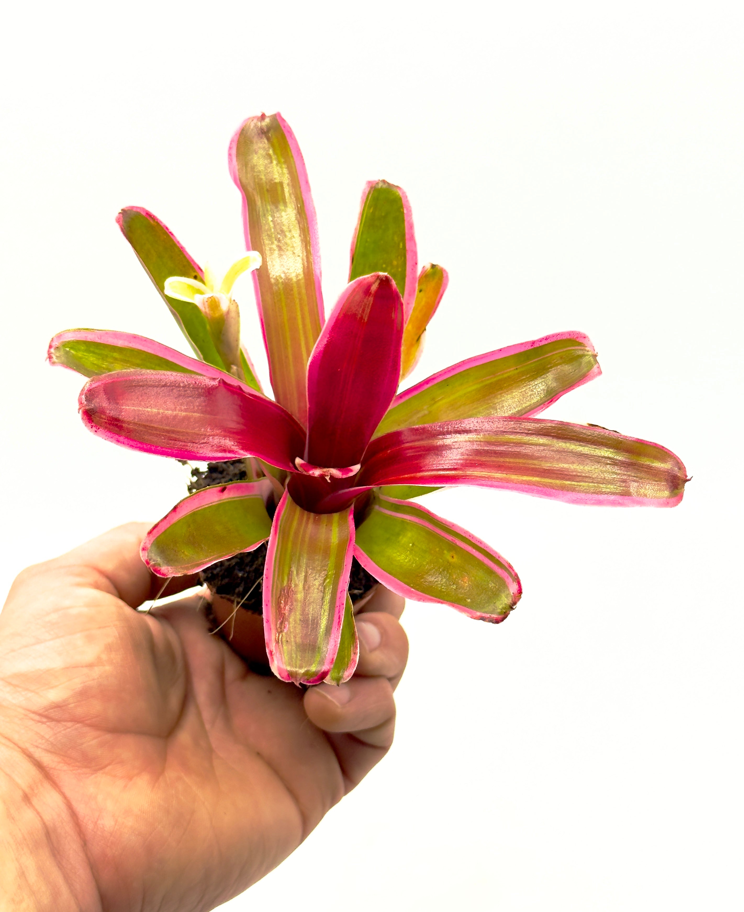 Piccola Neoregelia Striped Fireball di Dreaming Plants con foglie striate verdi e bianco-crema in vaso da 5,5 cm, perfetta per terrarium e interni luminosi.