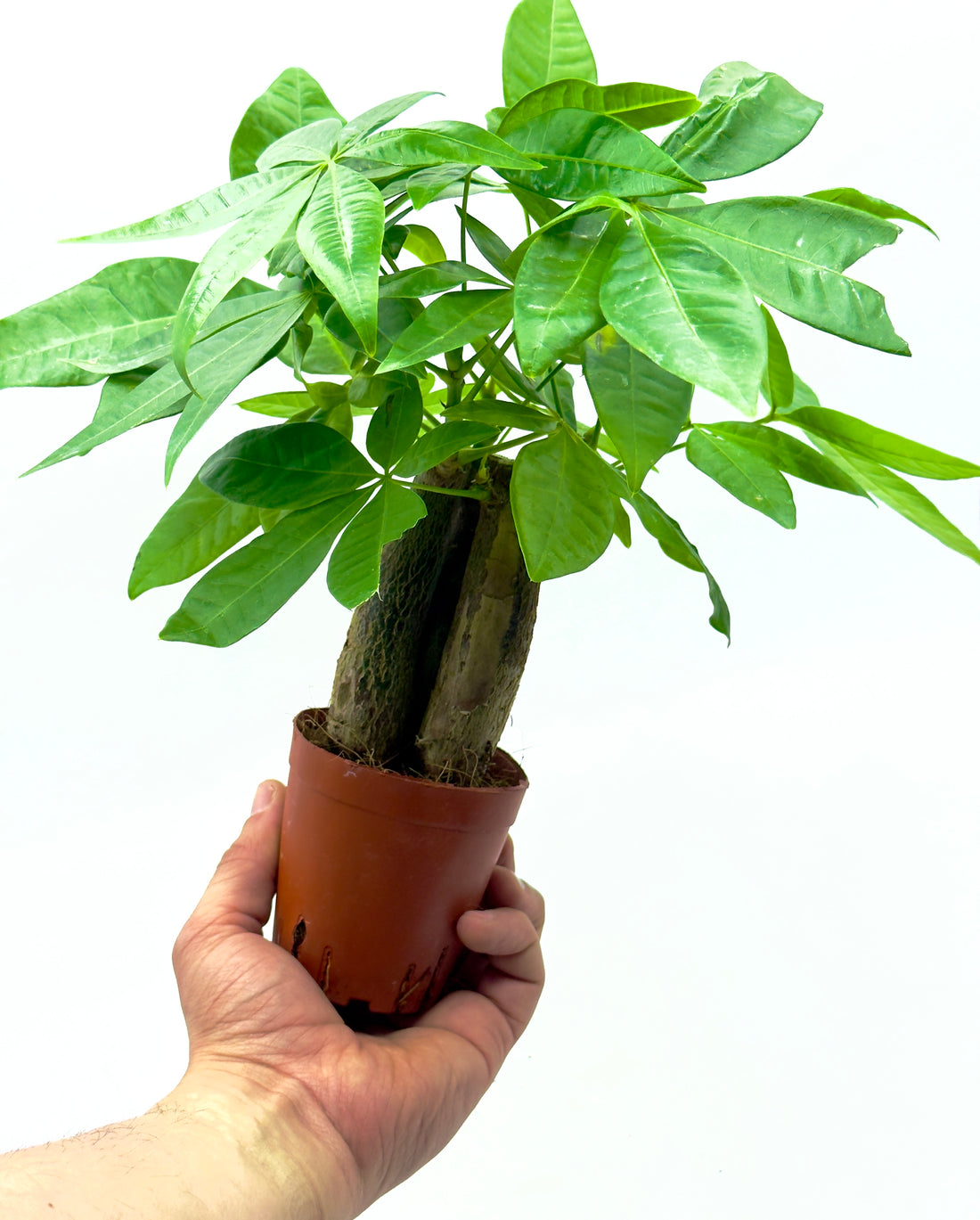 Baby Pachira aquatica (Albero della Felicità) di Dreaming Plants in vaso da 7 cm, ideale come pianta da interno o per terrarium chiusi.