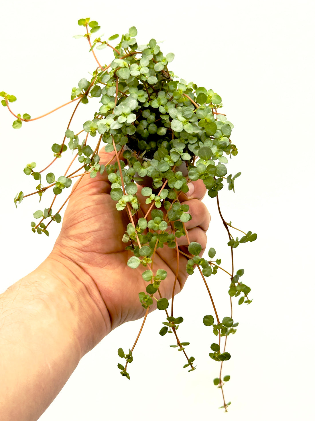 Piccola Pilea glaucophylla Greyzy di Dreaming Plants con minuscole foglie argentate e fusti rossastri in vaso da 6 cm, ideale per terrarium e mensole.