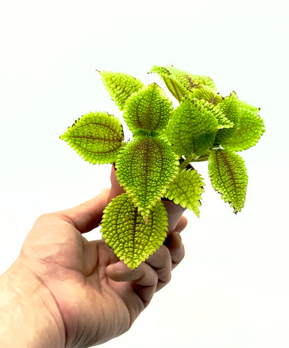 Baby Plant Pilea mollis Moon Valley di Dreaming Plants in vaso da 7 cm con foglie rugose verde brillante e venature profonde, ideale per terrarium.
