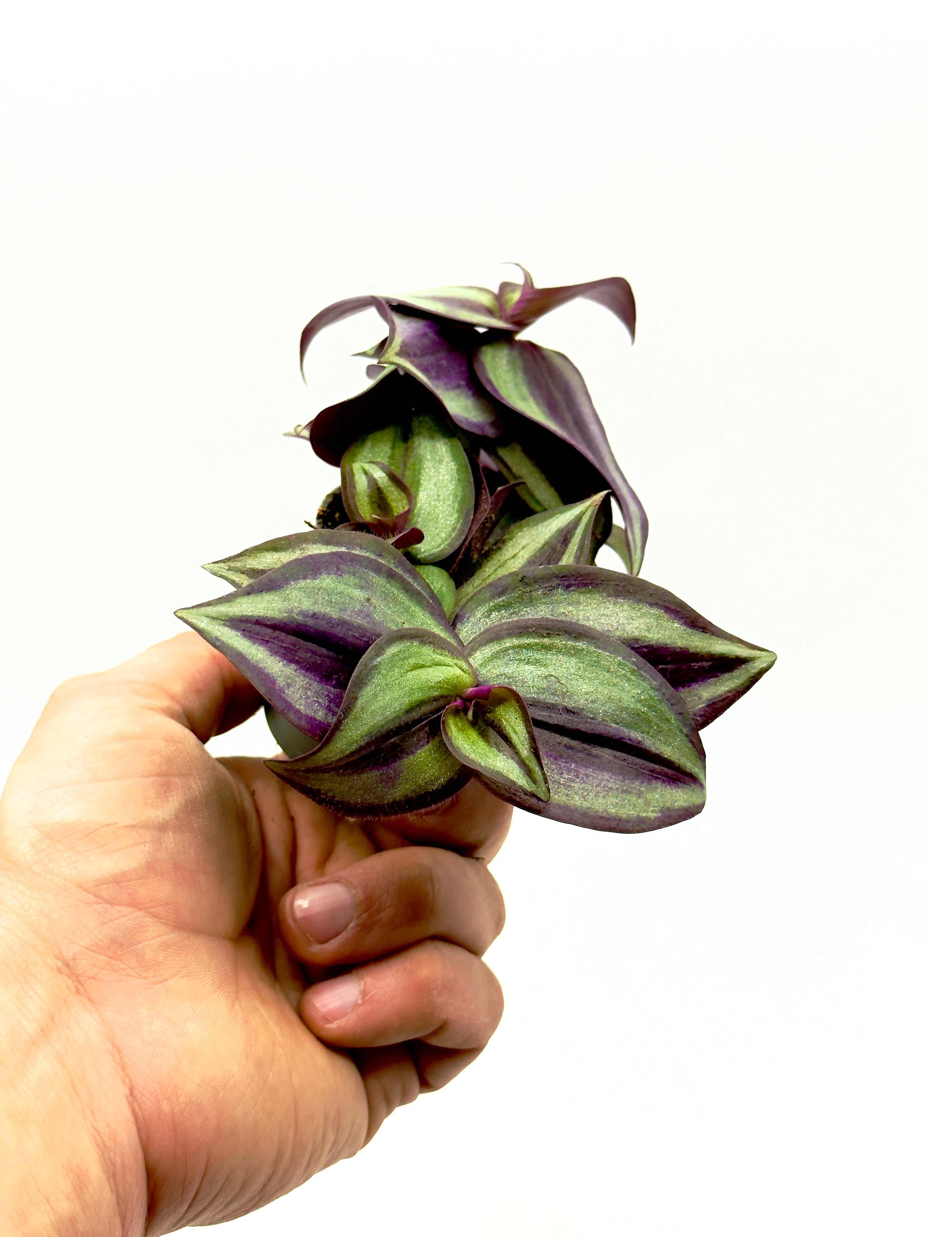 Baby Plant Tradescantia Zebra di Dreaming Plants con foglie striate argento e viola in vaso da 6 cm, perfetta per terrarium e piccoli spazi.