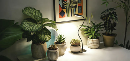 Lampada LED da Coltivazione da Tavolo con Base e Timer SANSI (12W - Spettro Completo per Piante e Terrarium) 💡🌱✨