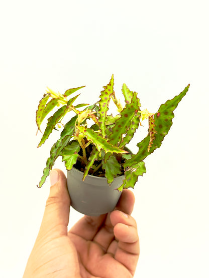 Begonia amphioxus baby plant in vaso da 6 cm con foglie affusolate verde scuro e caratteristici pois rosso rubino.