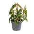 Begonia amphioxus baby plant in vaso da 6 cm con foglie affusolate verde scuro e caratteristici pois rosso rubino.