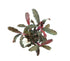 Bucephalandra sp. &