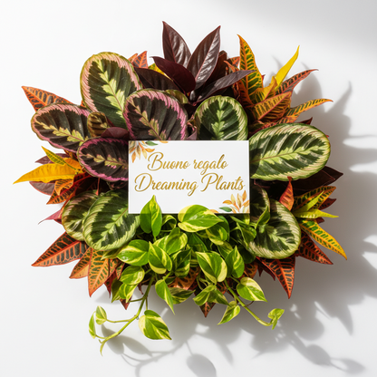 Buono Regalo Dreaming Plants - Regala la Libertà di Creare la propria Giungla