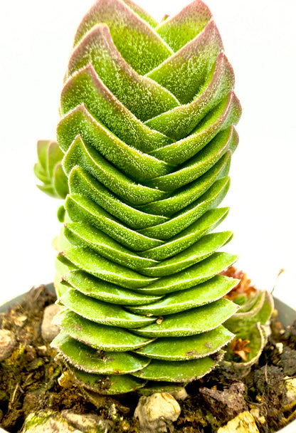 Crassula Buddha&