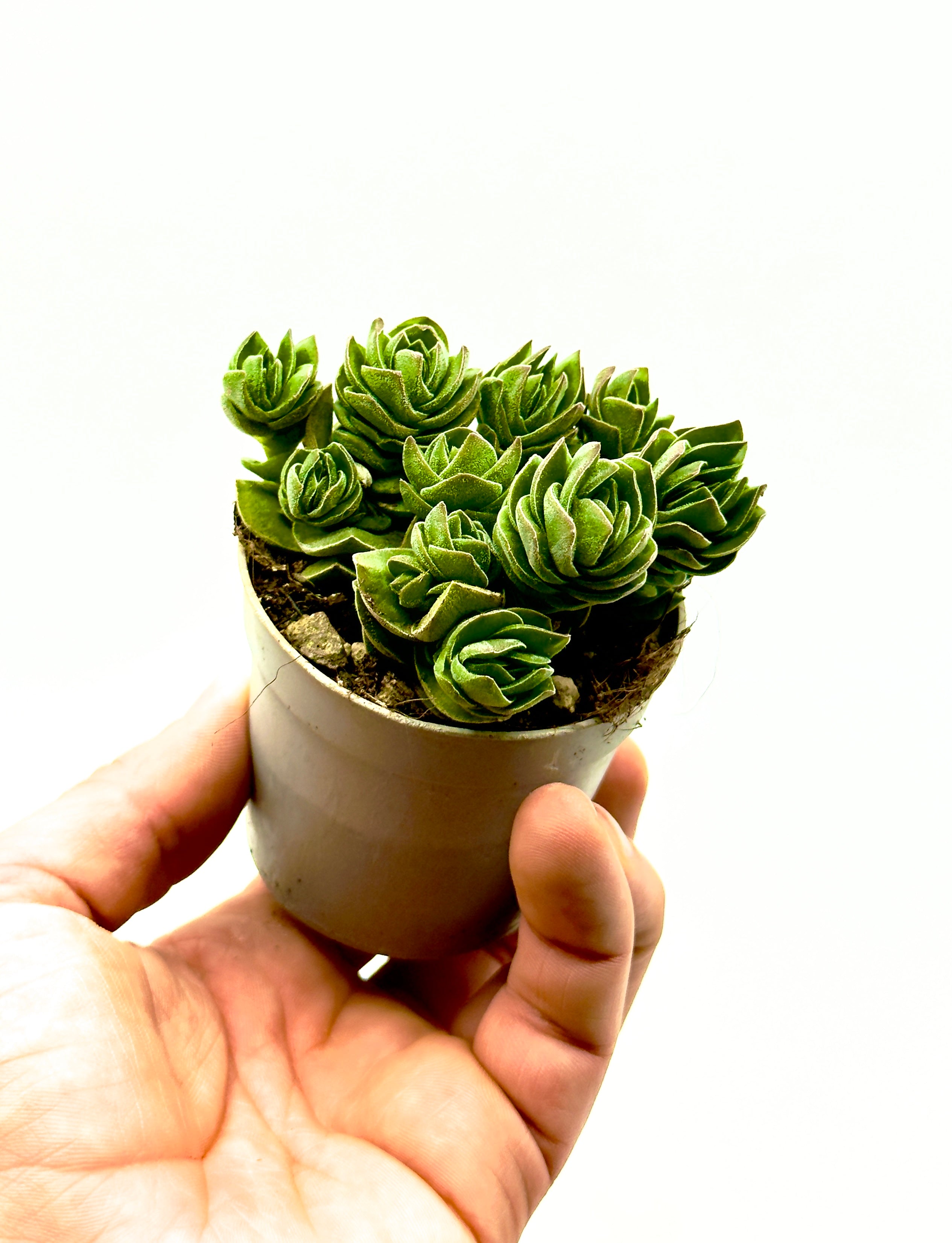 Crassula Buddha&