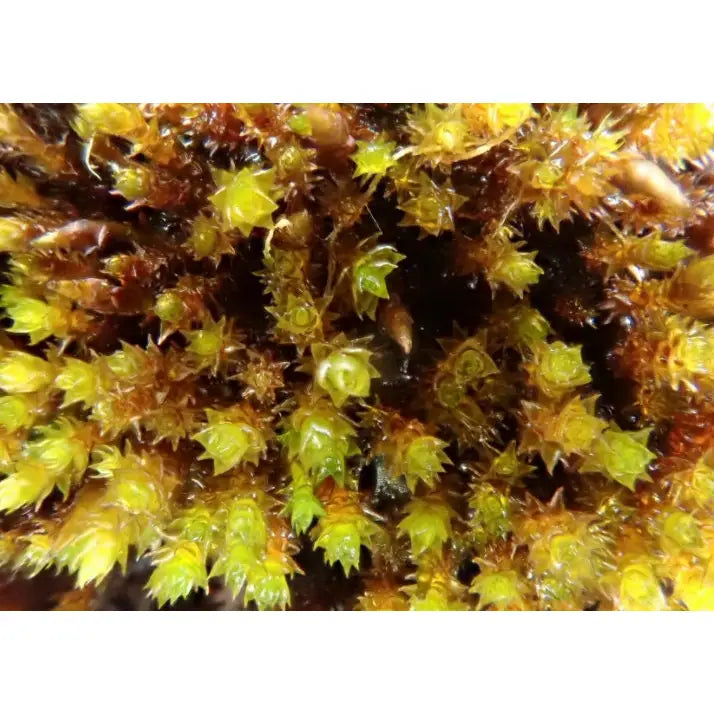 Andreaea alpina - Il Tappeto di Muschio Raro Rosso per Terrarium