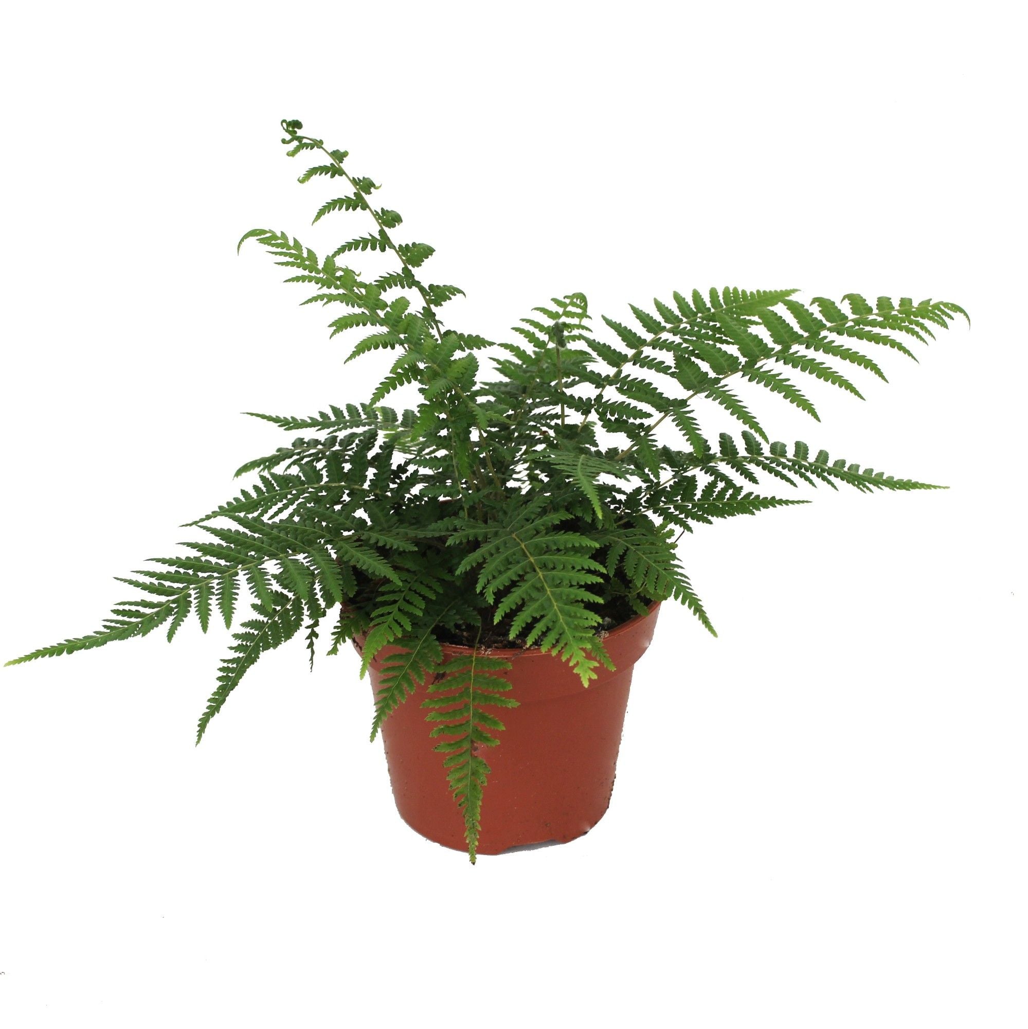 Maestosa felce arborea Dicksonia antarctica di Dreaming Plants con fronde verdi lussureggianti in vaso da 17 cm, altezza 35 cm, ideale per angoli d&