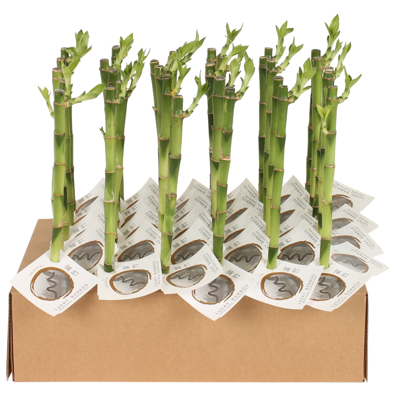 Dracaena sanderiana Lucky Bamboo stelo dritto da 30 cm per coltivazione in acqua o terreno.