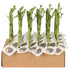 Dracaena sanderiana Lucky Bamboo stelo dritto da 30 cm per coltivazione in acqua o terreno.