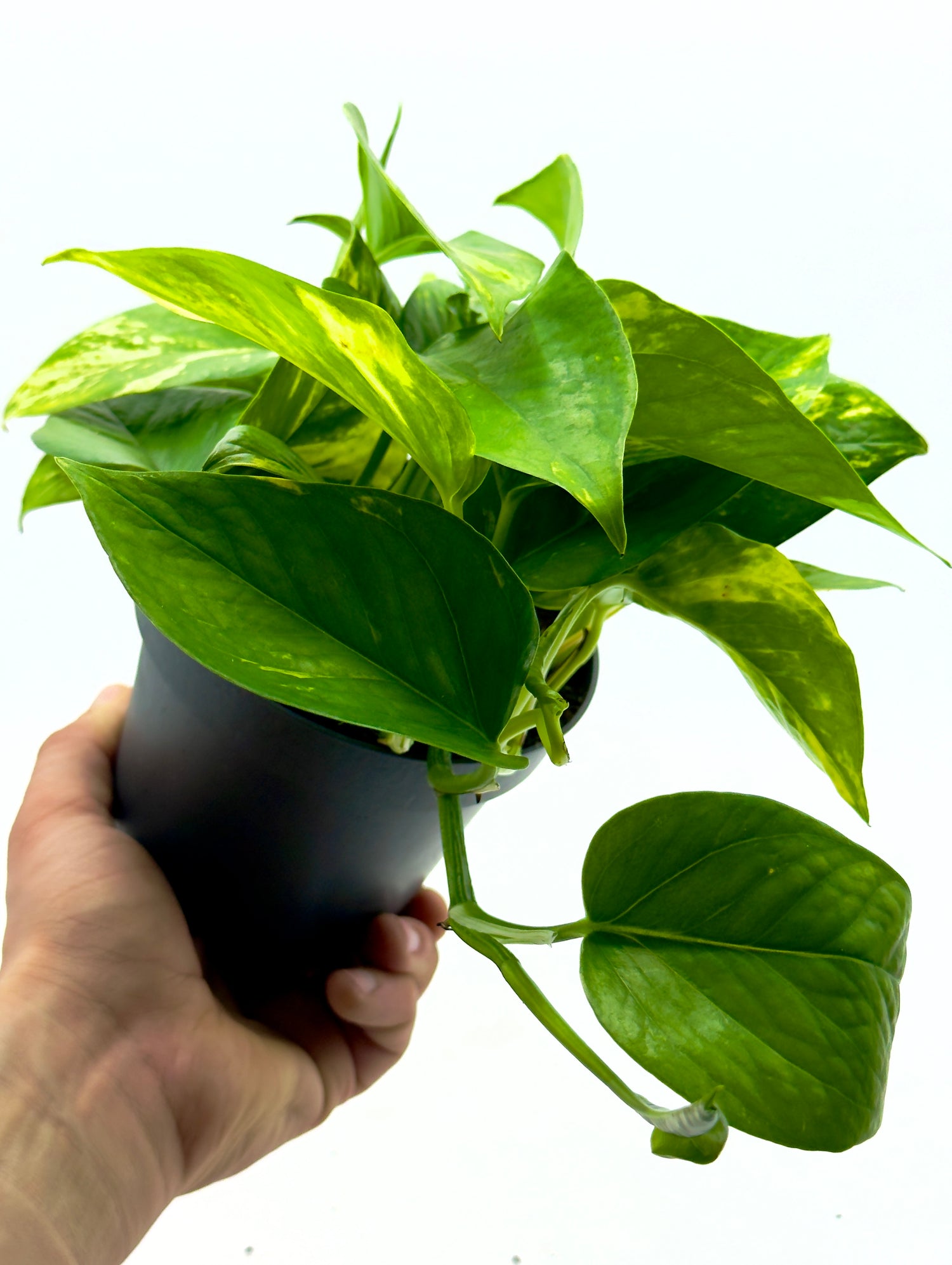 Epipremnum pinnatum Aureum (Pothos) di Dreaming Plants con foglie variegate giallo-oro in vaso da 12 cm, ideale per grandi terrarium e mensole.