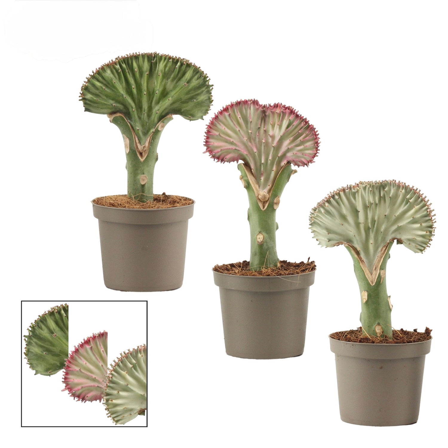 Euphorbia lactea di Dreaming Plants, pianta succulenta a candelabro con fusto eretto variegato e piccole spine in vaso da 9 cm.