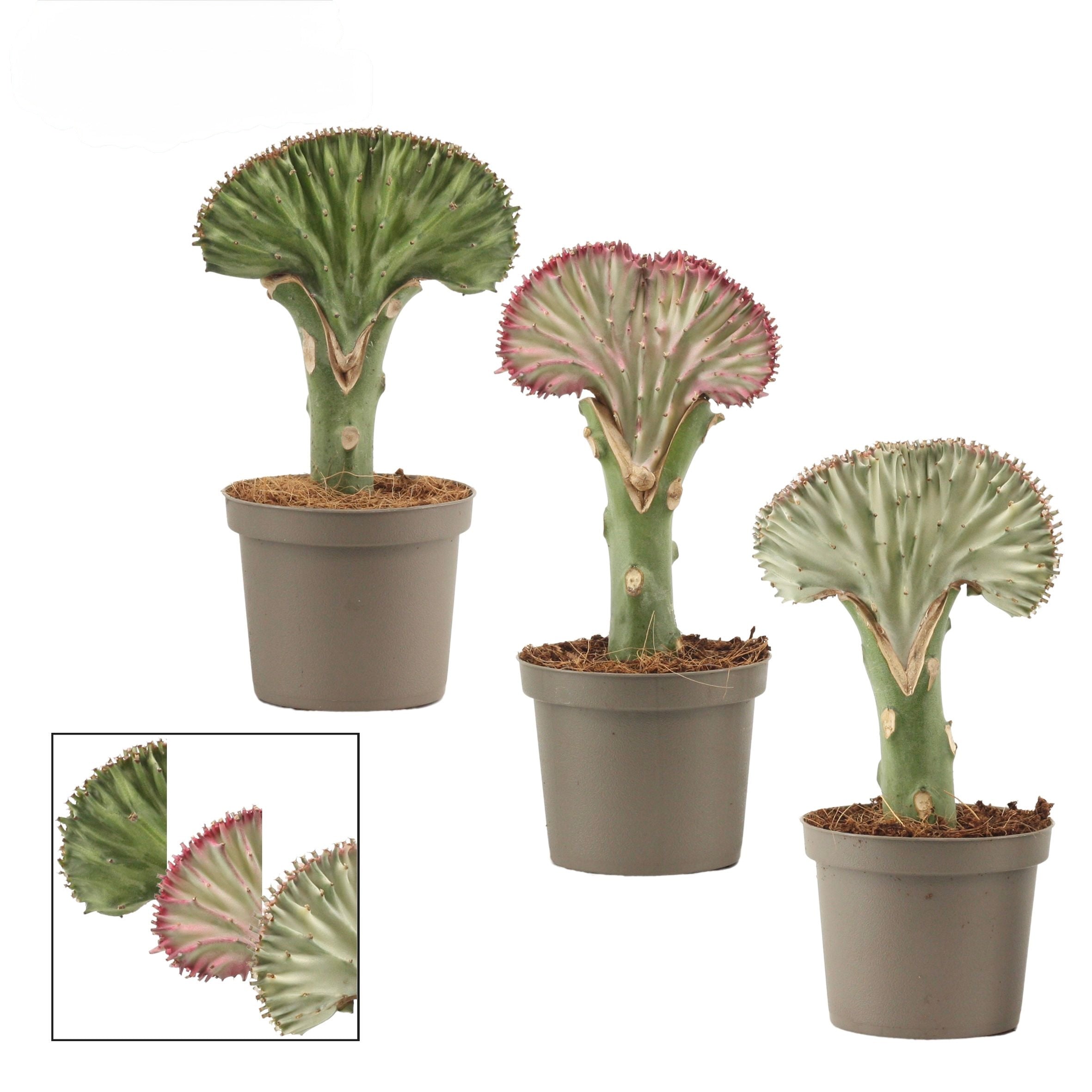 Euphorbia lactea di Dreaming Plants, pianta succulenta a candelabro con fusto eretto variegato e piccole spine in vaso da 9 cm.