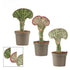 Euphorbia lactea di Dreaming Plants, pianta succulenta a candelabro con fusto eretto variegato e piccole spine in vaso da 9 cm.