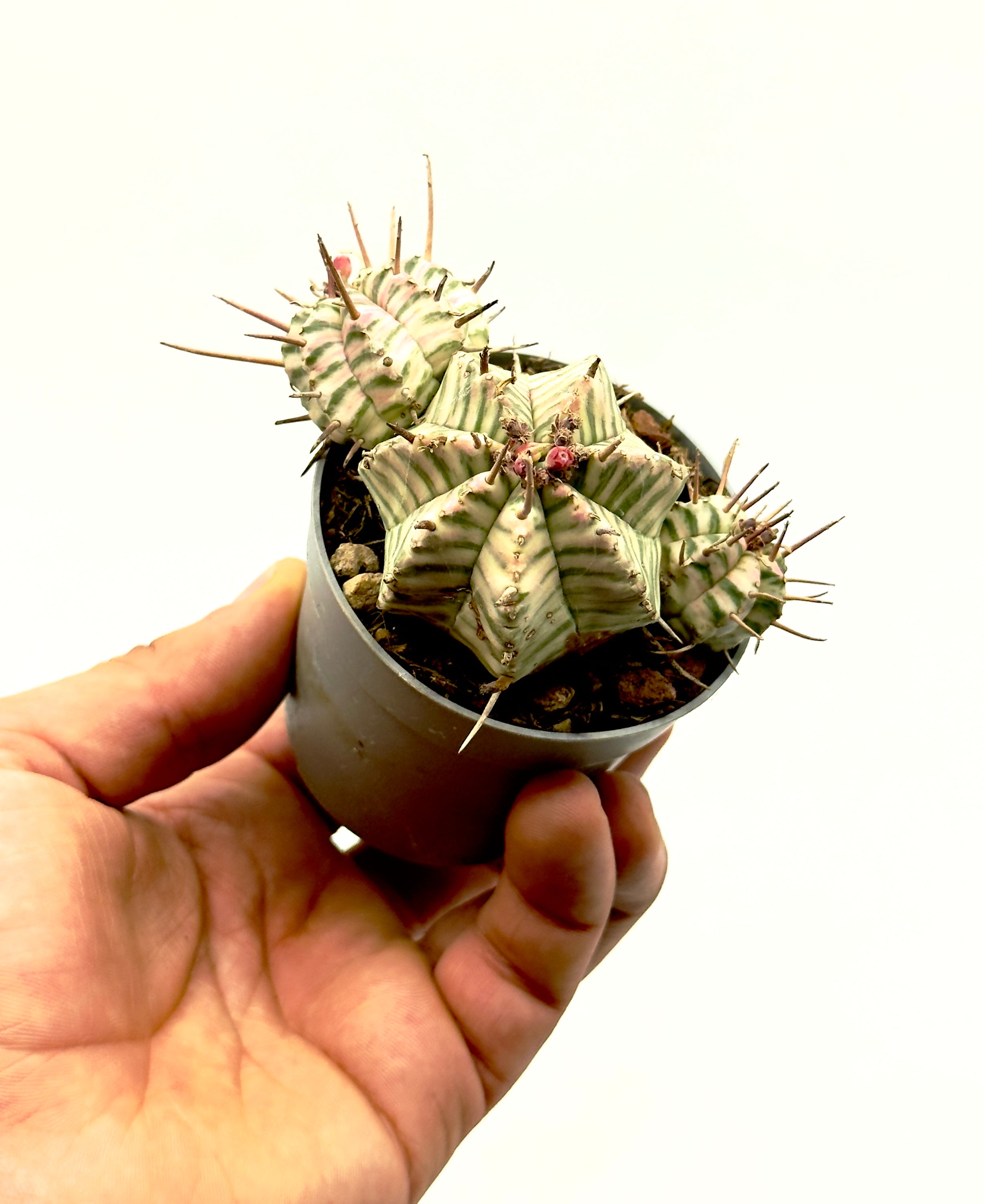 Euphorbia meloformis variegata di Dreaming Plants, rara succulenta globosa a forma di melone con striature crema e verdi in vaso da 6,5 cm.