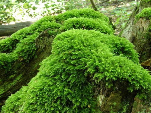 Fern Moss (Thuidium delicatulum) di Dreaming Plants, muschio verde brillante con trama a piccola felce, ideale per creare tappeti erbosi nei terrarium.