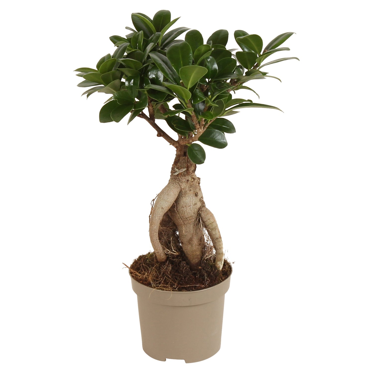 Ficus microcarpa Ginseng stile bonsai in vaso da 9 cm con radici aeree nodose ideale per interni e grandi terrari.