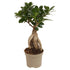 Ficus microcarpa Ginseng stile bonsai in vaso da 9 cm con radici aeree nodose ideale per interni e grandi terrari.