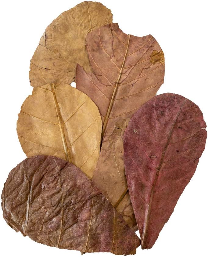 Foglie di catappa naturali per acquario e terrario, ideali per abbassare il pH e arricchire l&